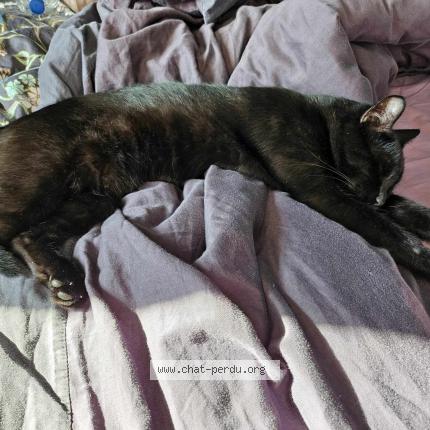 Photo 1/1 Marie-Amelie Aparicio Chat perdu à Campagne sur aude