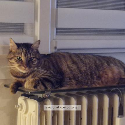 Photo 1/1 Chat retrouvé Perdu à Echenoz La Meline