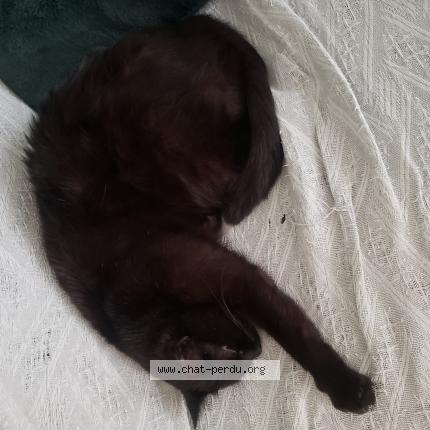 Photo 1/1 Batman Chat perdu à Auxerre