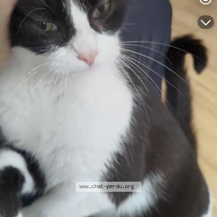 Photo de chat perdu à Bonneval