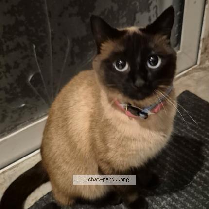 Photo 1/1 Chanel Chat perdu à 13390 auriol