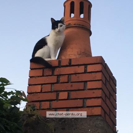 Photo 1/1 Chat retrouvé Perdu à Angers