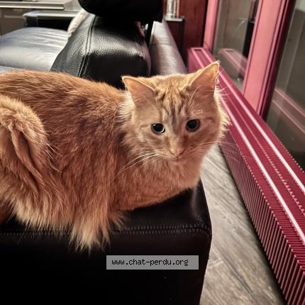 Photo de chat perdu à Saint Prix