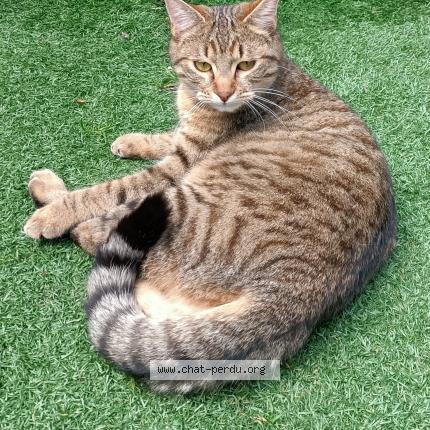 Photo 1/1 Chat retrouvé Perdu à Beaulieu Les Loches