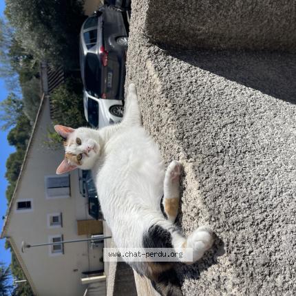 Photo 1/1 Chat retrouvé Perdu à Vacqueyras