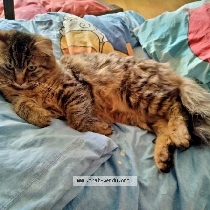Photo de chat perdu à Selestat