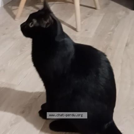 Photo 1/1 Chat retrouvé Perdu à Nanterre