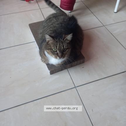 Photo 1/1 Chat retrouvé Perdu à Isle