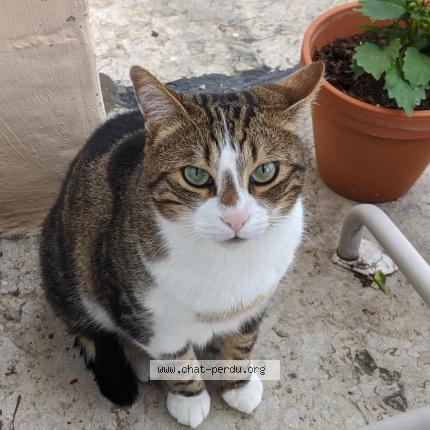 Photo de chat perdu à Lyon