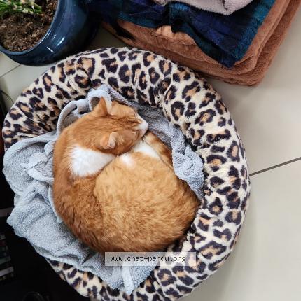 Photo 1/1 Penny Chat perdu à Vitre