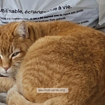 Photo 1/1 Chat retrouvé Perdu à St Fons