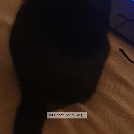 Photo de chat perdu à Montpellier