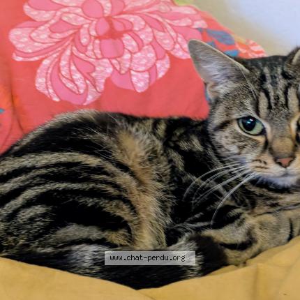 Photo de chat perdu à Orleans