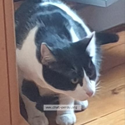 Photo 1/1 Chat retrouvé Trouvé à Lyon