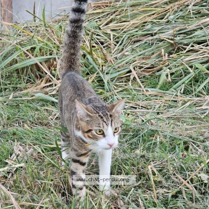 Photo 1/2 Chat retrouvé Perdu à Savigny Sur Orge