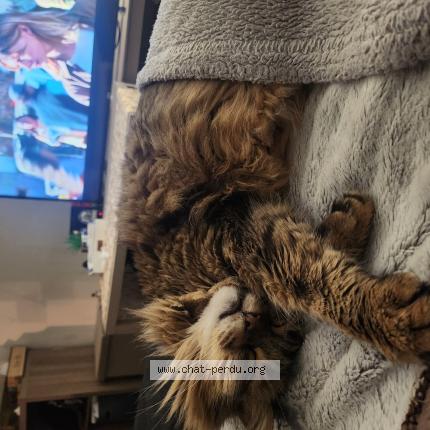 Photo 1/1 Tay Chat perdu à Neuvy pailloux