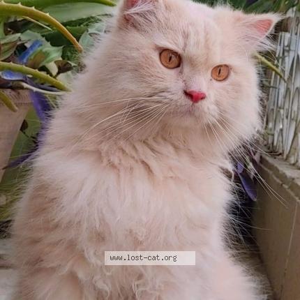 Photo 1/1 bunny Chat perdu à Karachi