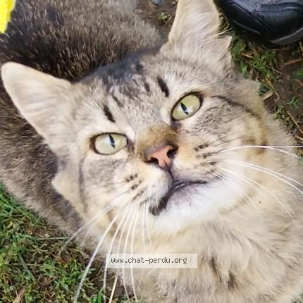 Photo 1/1 TITOU Chat perdu à Angles