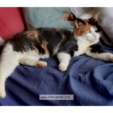Photo 1/1 Chat retrouvé Perdu à Limoges