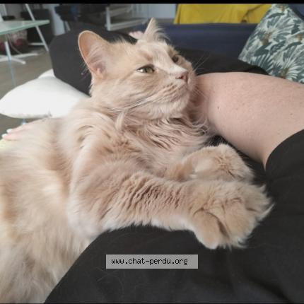 Photo 1/1 Sinaï Chat perdu à Bondoufle