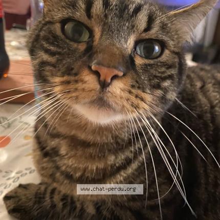 Photo 1/1 Marcel Chat perdu à Le bailleul