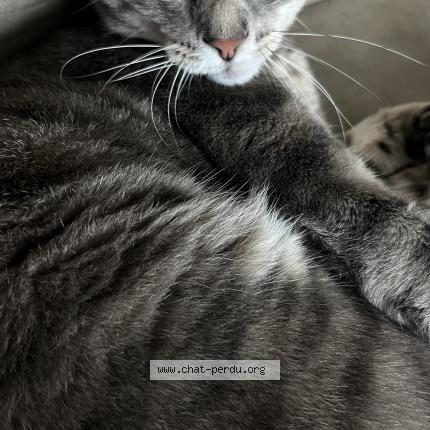 Photo 1/1 Milo Chat perdu à Montsoult