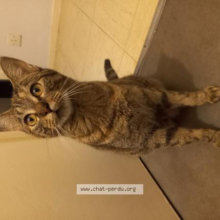 Photo de chat perdu à Poitiers