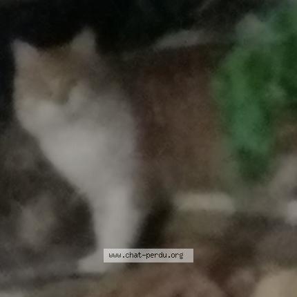 Photo 1/1 Simba Chat perdu à Le luc