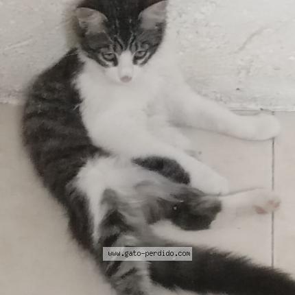 Photo 1/1 NICO Chat perdu à San andres cholula