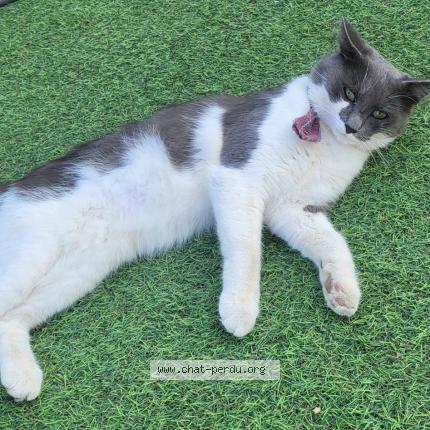 Photo 1/1 Felix Chat perdu à Vallauris