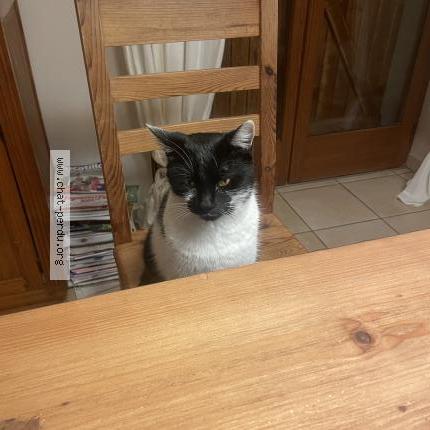 Photo 1/1 Monn Chat perdu à Sciez