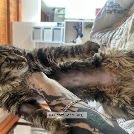 Photo 1/1 Chat retrouvé Perdu à Sergy