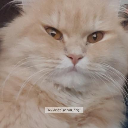 Photo de chat trouvé à Toulouse
