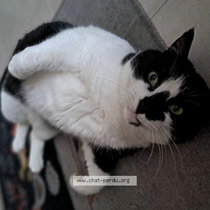 Photo 1/1 Julius Chat perdu à La riviere de corps