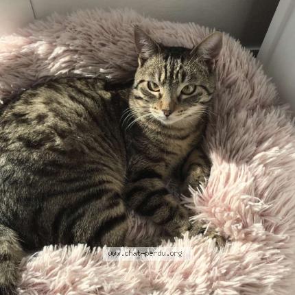 Photo 1/1 Ruben Chat perdu à Hadol