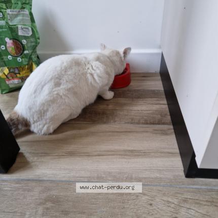 Photo 1/1 Leon Chat perdu à Marseille