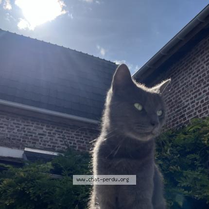 Photo 1/1 Sira Chat perdu à Lievin