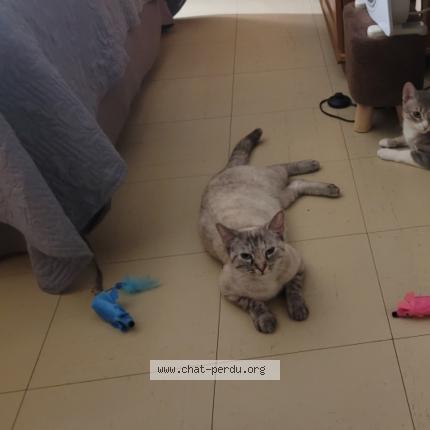 Photo 1/1 Chat retrouvé Perdu à Moigny Sur Ecole
