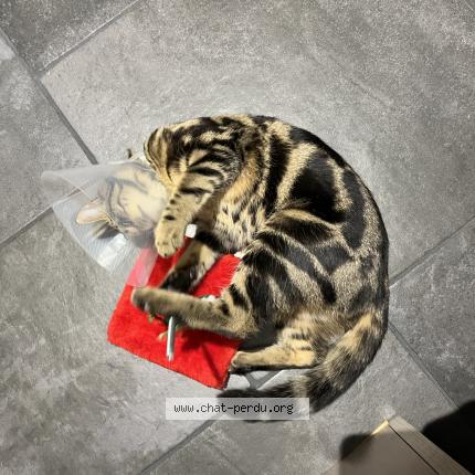 Photo 1/1 Chat retrouvé Perdu à Varennes Sur Morge