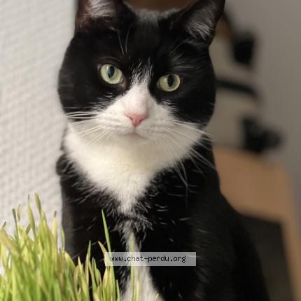 Photo 1/1 Chat retrouvé Perdu à Aubervilliers