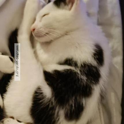 Photo de chat perdu à Paris