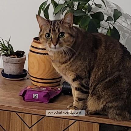 Photo 1/1 Chat retrouvé Perdu à Bretigny Sur Orge