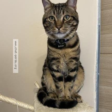 Photo 1/1 Chat retrouvé Perdu à Aulnay Sous Bois