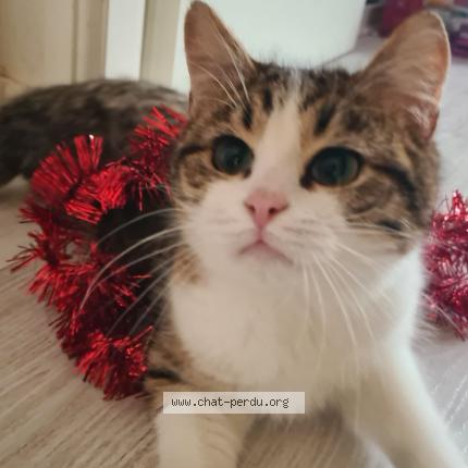 Photo de chat perdu à Bailly Romainvilliers