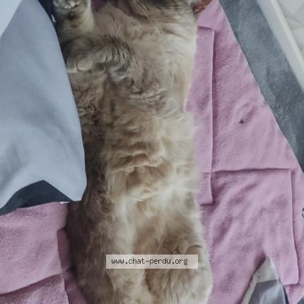 Photo de chat perdu à Fl