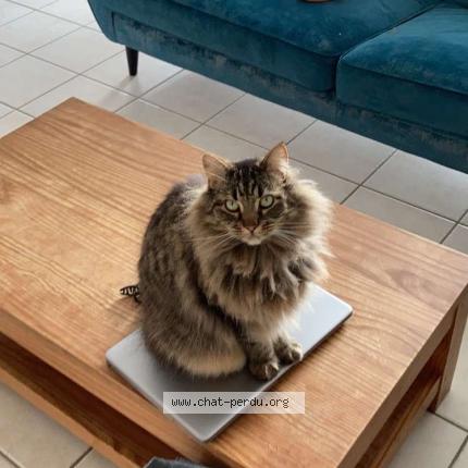 Photo 1/1 Glouglou Chat perdu à Saint paul les dax