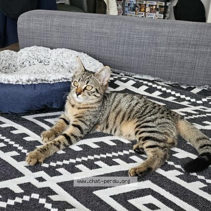 Photo de chat perdu à Bourges
