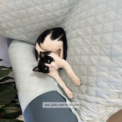 Photo 1/1 Pusi Chat perdu à Buenavista del norte