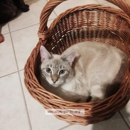 Photo 1/1 Minet Chat perdu à Veyrins thuellin