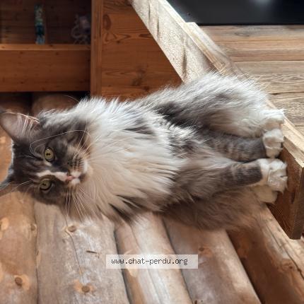 Photo 1/1 Eden Chat perdu à Saint jean de vedas